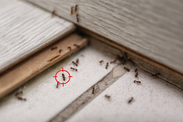 Best Residential Pest Control  in Lansing, IL