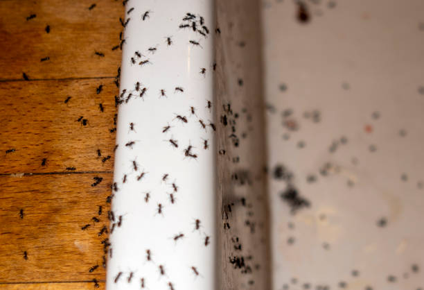 Bird Control in Lansing, IL
