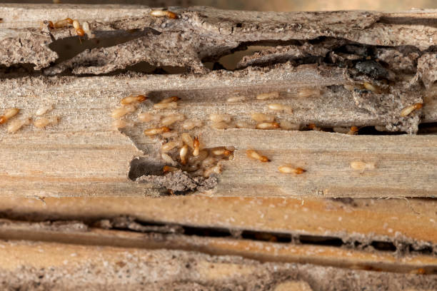 Best Mosquito Control Services  in Lansing, IL