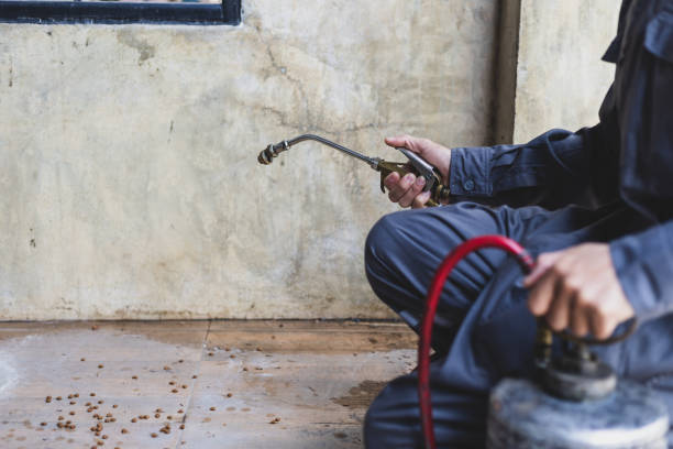 Best Flea Control Services  in Lansing, IL